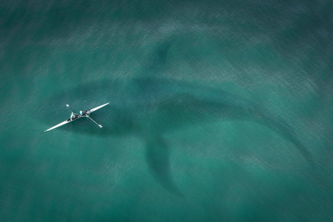 What Attracts Sharks